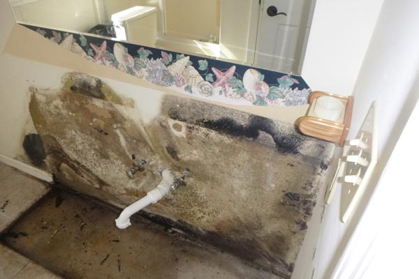 mold removal remediation services