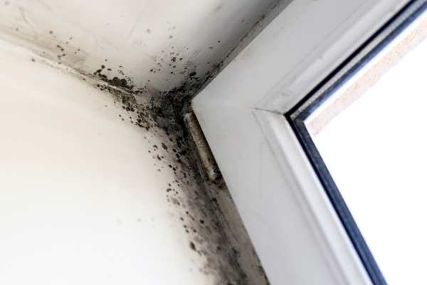 mold removal in royal oak, royal oak mold removal services, royal oak mold remediation, mold remediation in royal oak