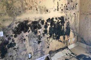 mold removal