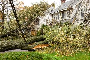 tree damage restoration