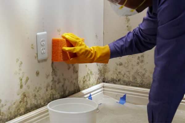 Can You Remove Mold Yourself? DIY Mold Removal Tips - ERSI