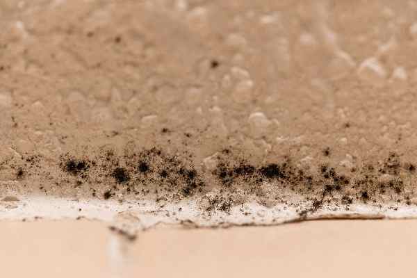 Black Mold Facts