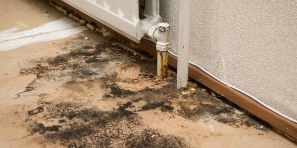 Mold Removal Services