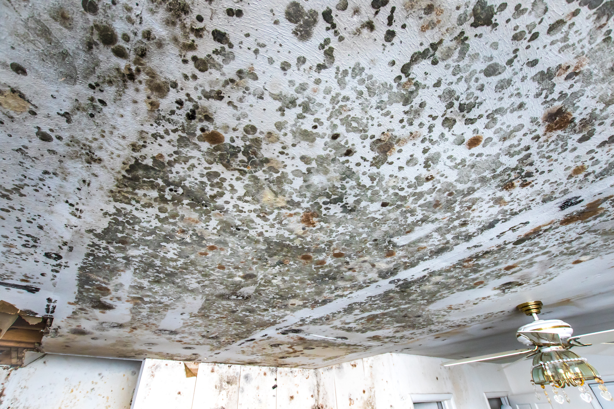 Mold Removal Dearborn