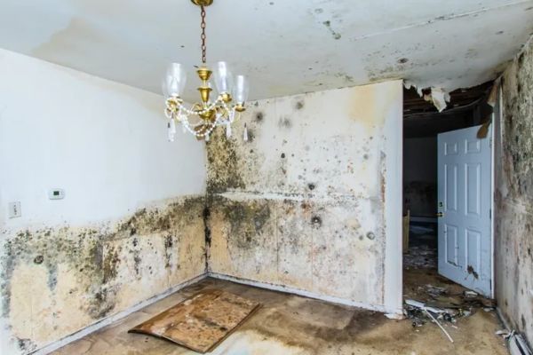 Mold removal Rochester Hills